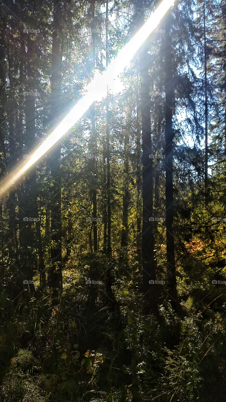 sunlight in the forest norway