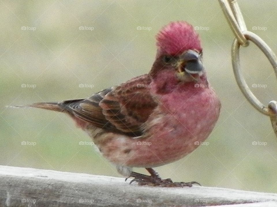 Purple finch