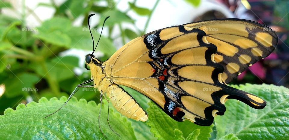 beautiful yellow and black butterfly, unusual beauty, on the leaves of green nature