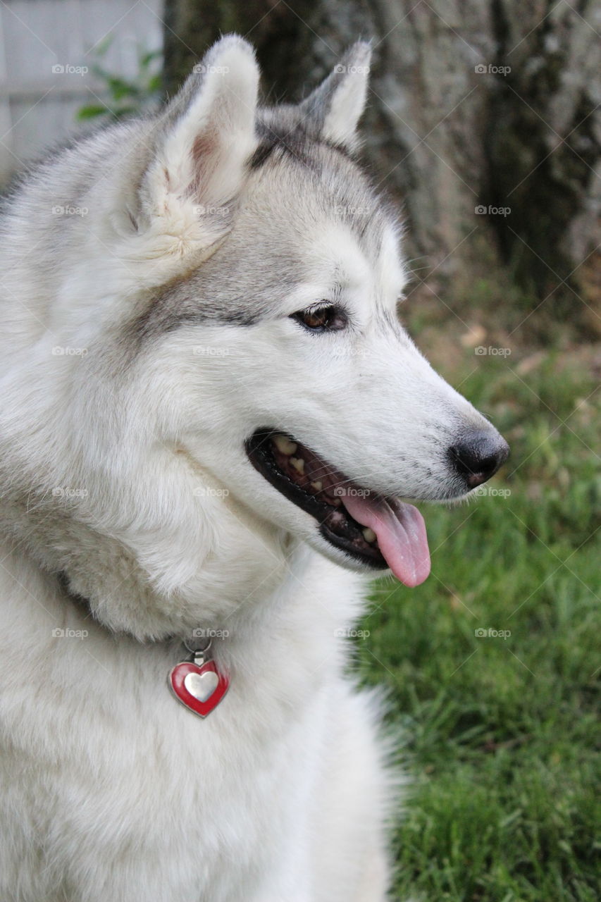 Portrait of a husky