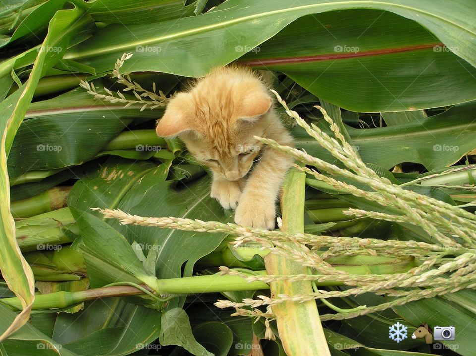 Tiger in the corn