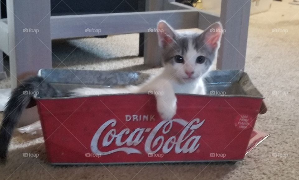 coca-cola kitten