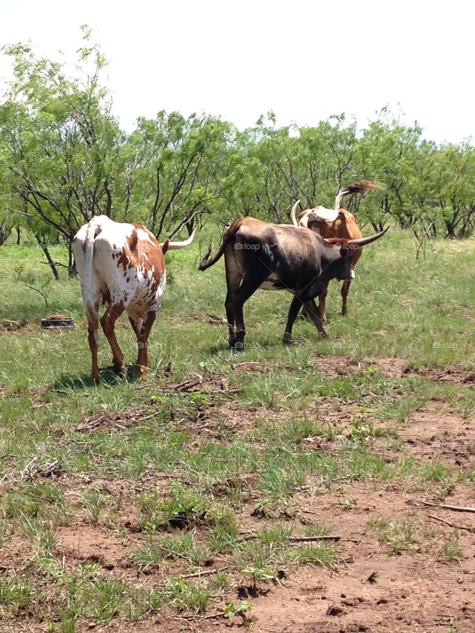 Trail of Longhorns. Longhorn cows