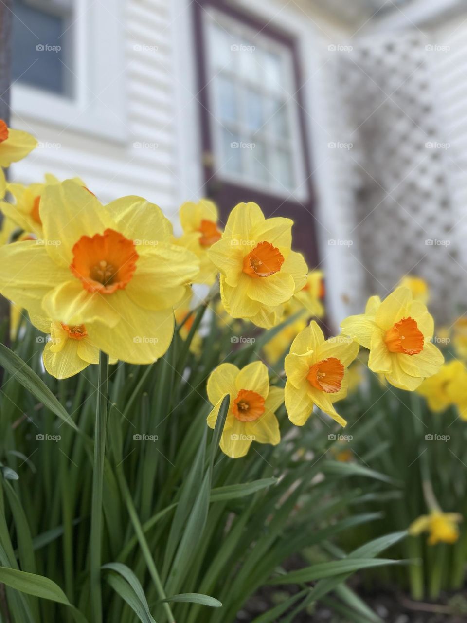 Daffodils 