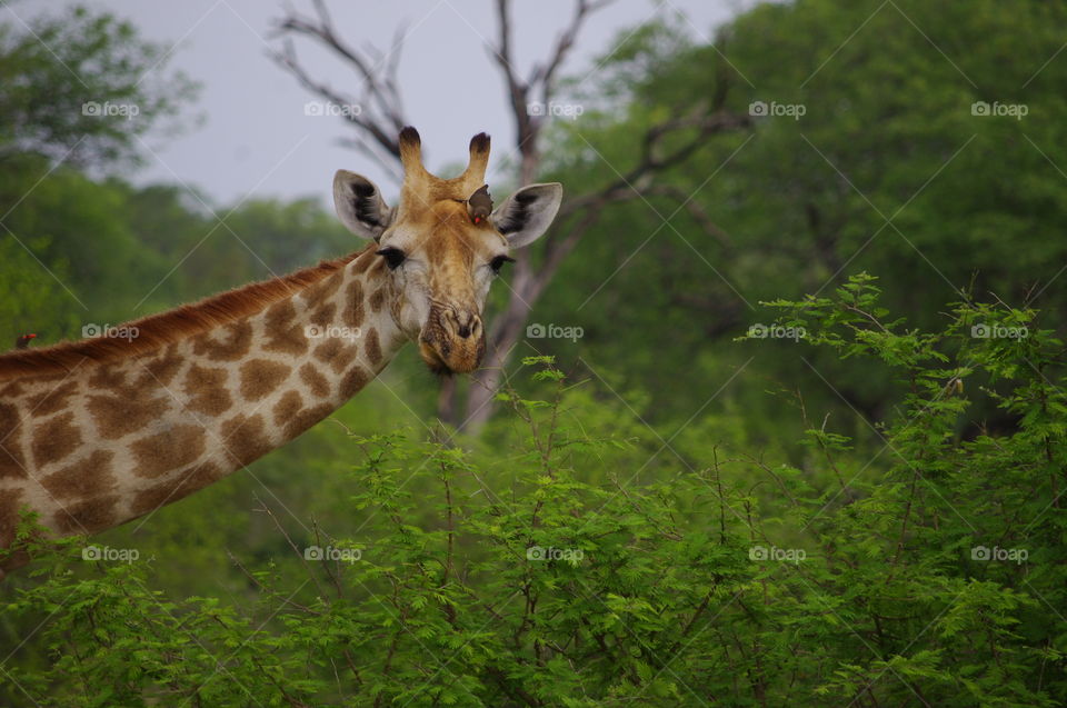 Giraffe seen in Kruger park south Africa