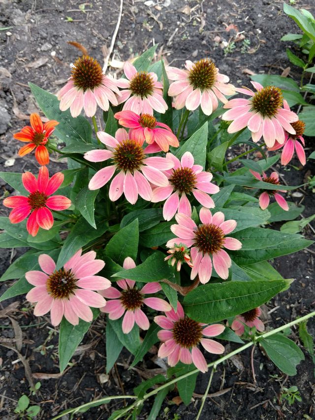 washed out flowers