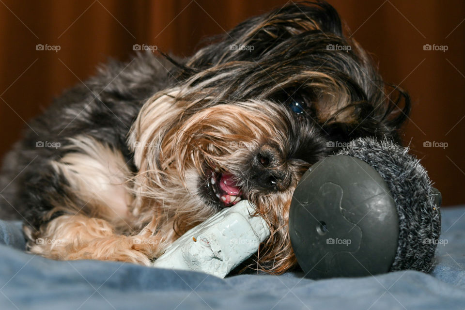 Super Chewer Bark Box