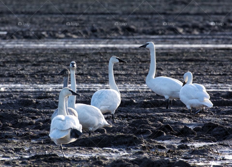 Trumpeter Swans