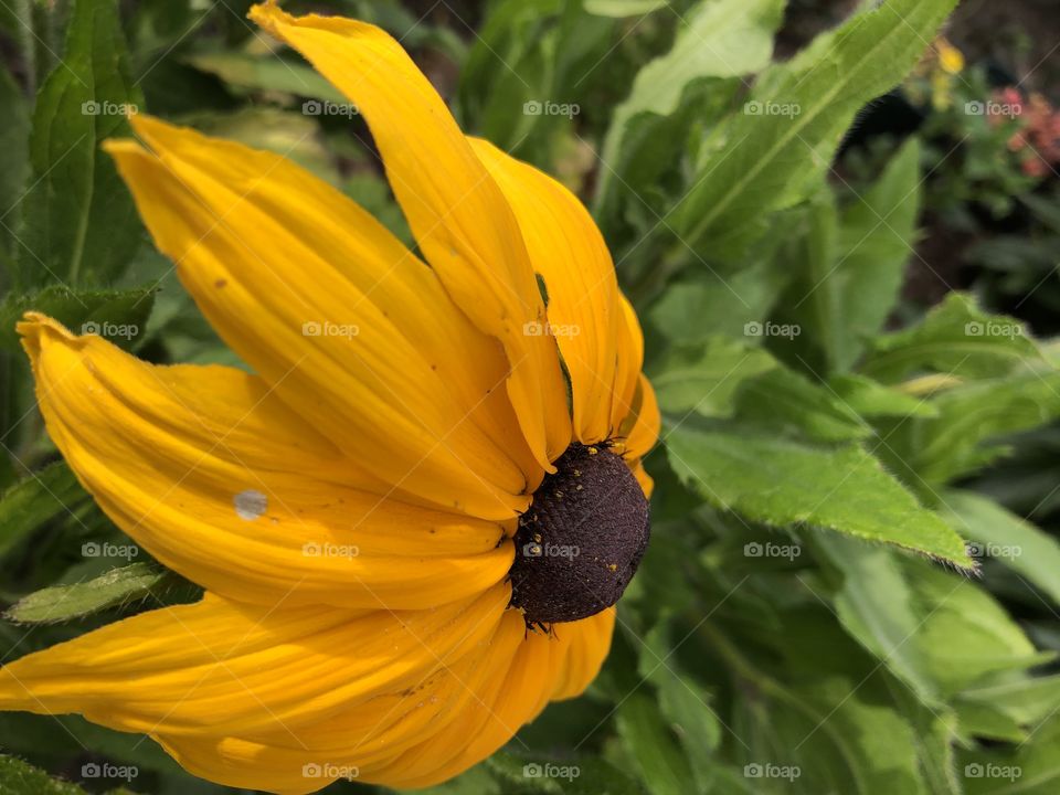 #determinedsunflower