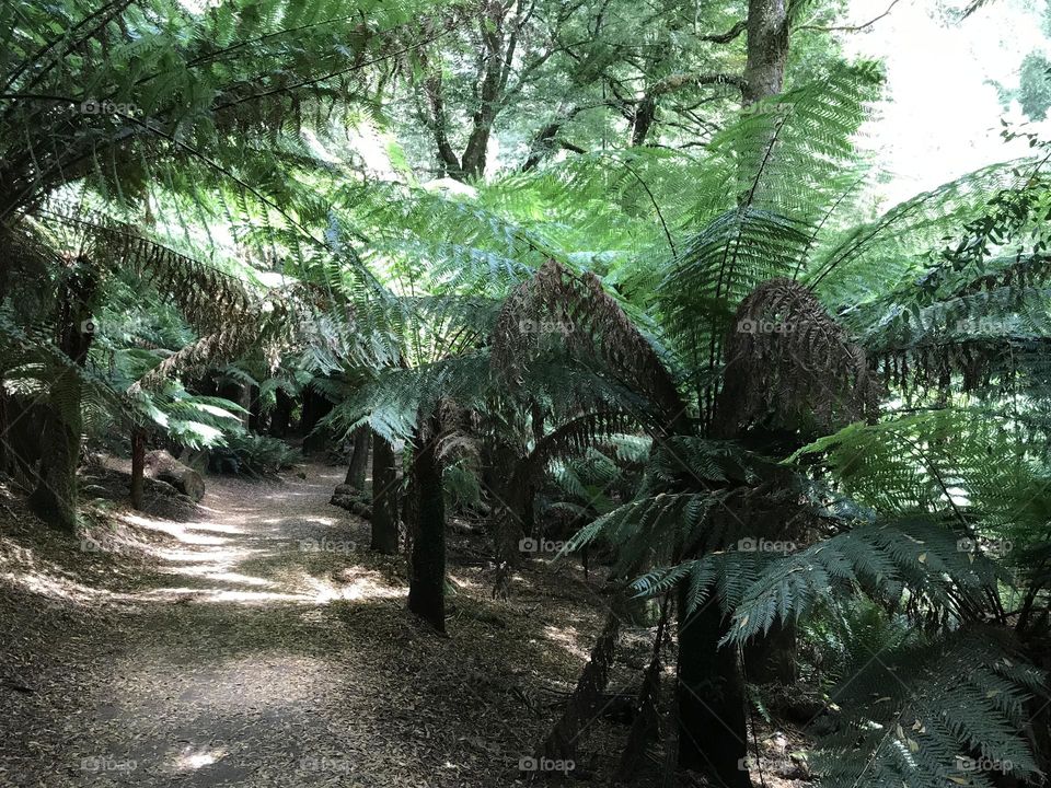 Tasmanian wilderness 
