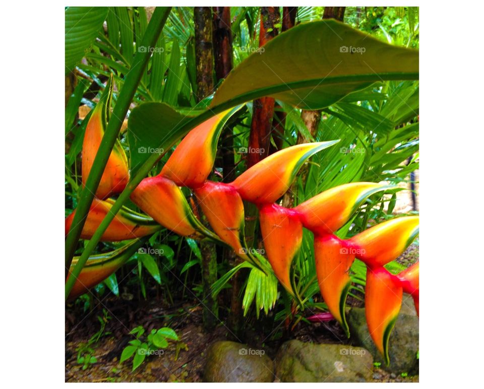 Beautiful Heliconia plant found in the jungles of Costa Rica
