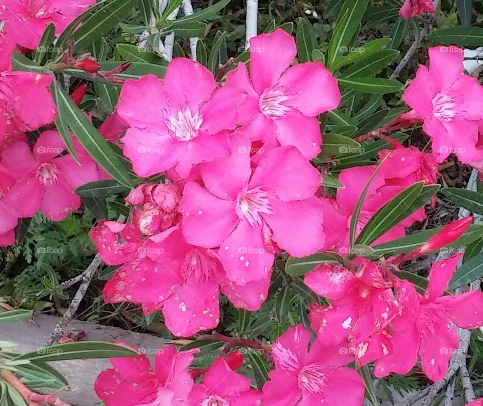 pretty pink flowers