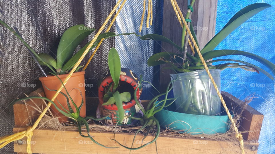 plants, orchids