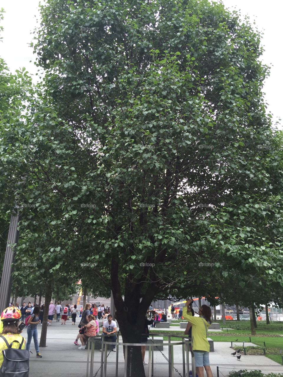 The survivor tree NY. The last callery pear tree that survived 9/11 (until they planted more) 