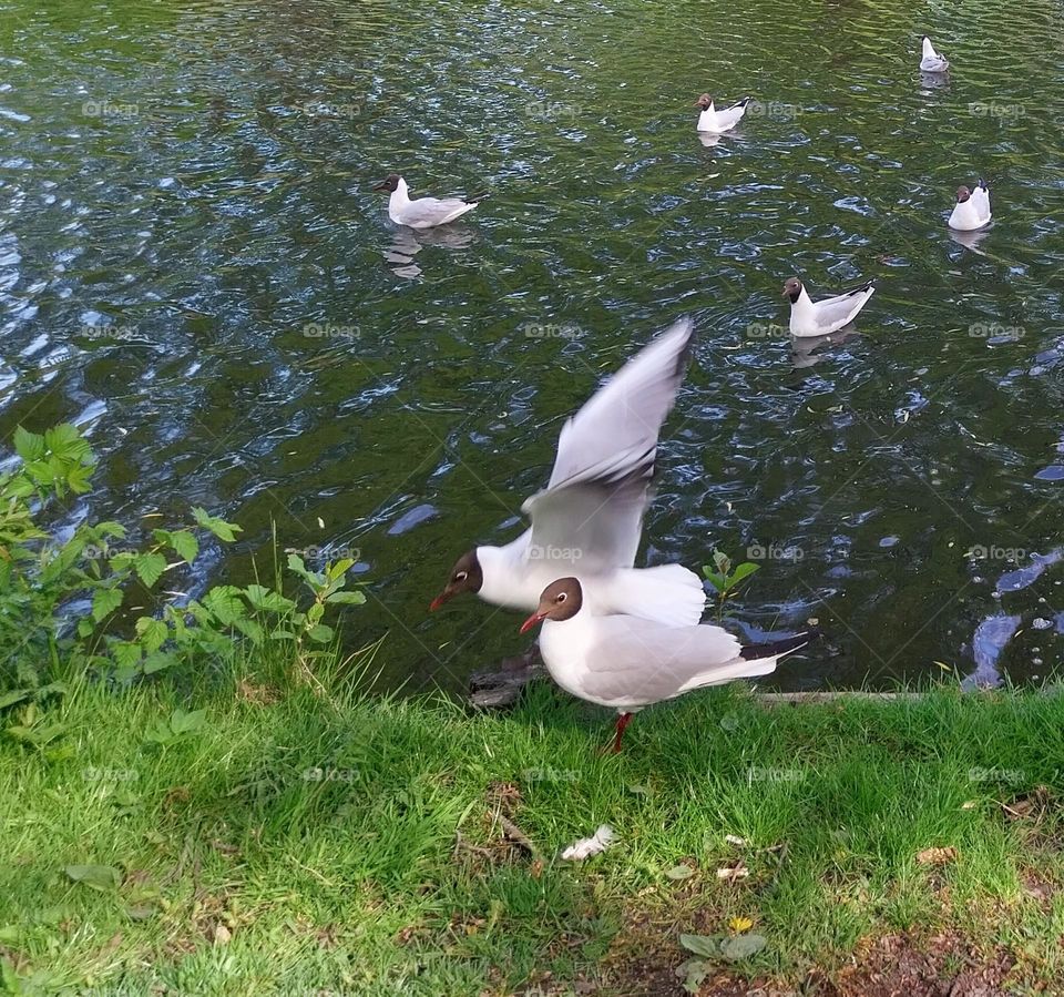 urban natur wildlife