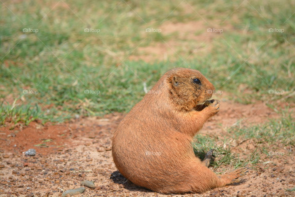 Prairie dog setting down eating on the grass