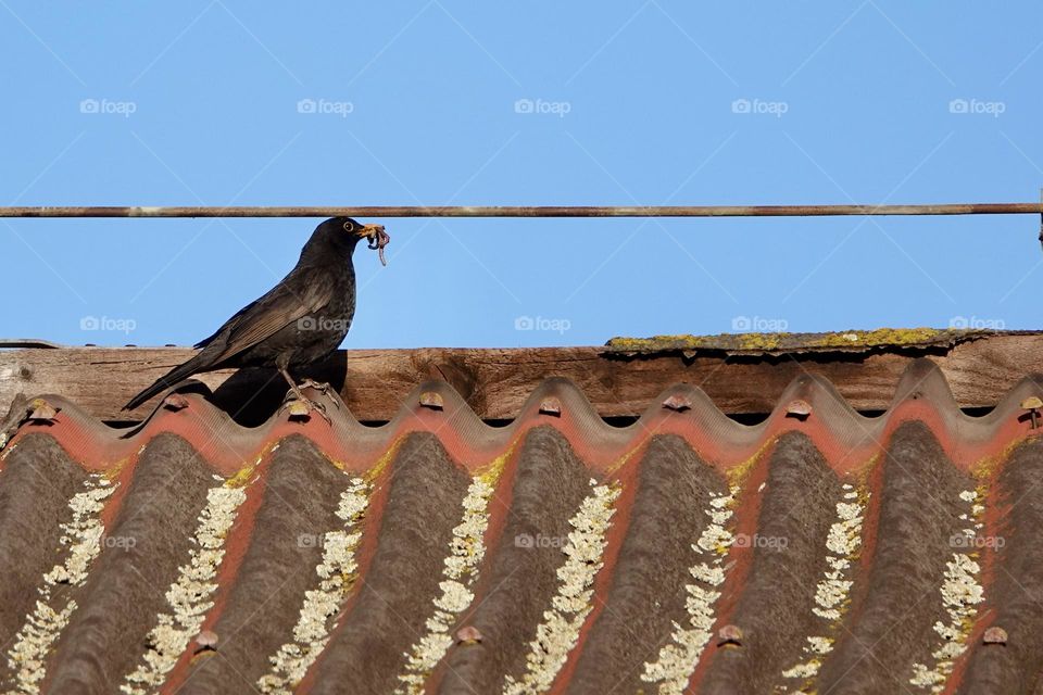 The common blackbird, Turdus merula, on a old roof with earthworm in beak.