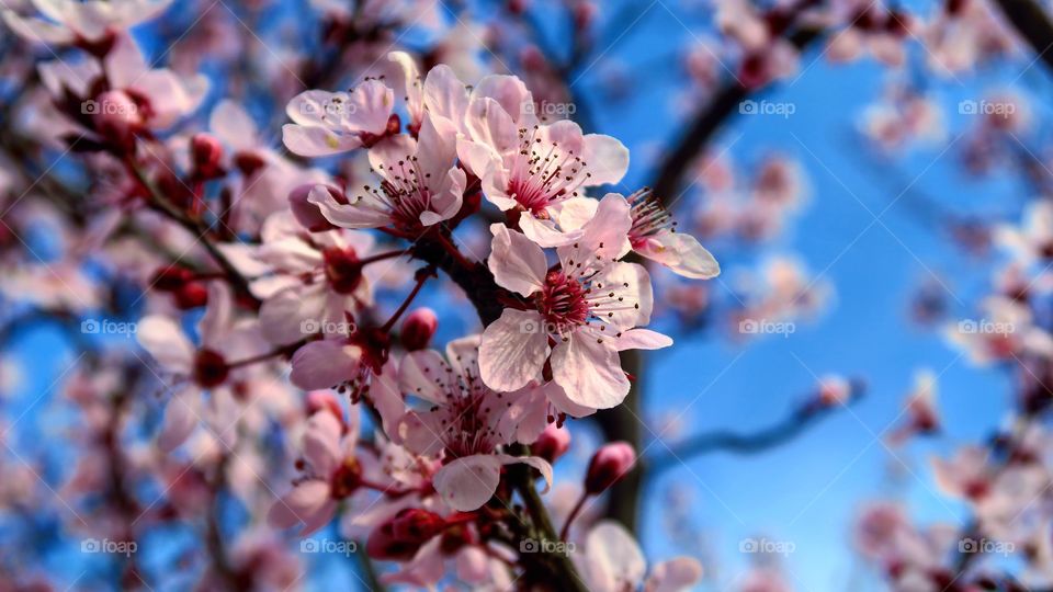 Spring cherry blossoms before a blue sky
