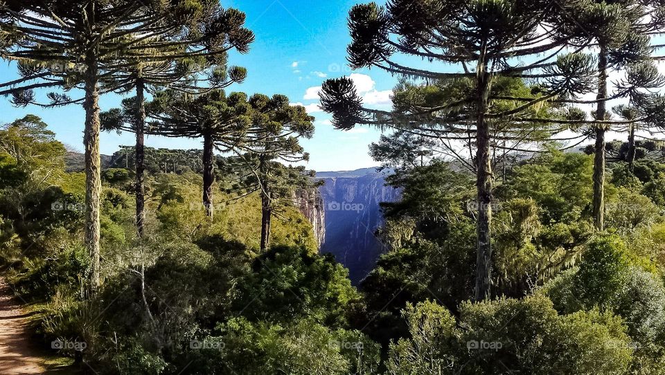 The vegetation of the southern region is varied, with Araucaria forests (pine forests) on the plateaus and fields on the pampas.  The Atlantic Forest, with a large primitive vegetation cover, covers a large part of the Serra do Mar.