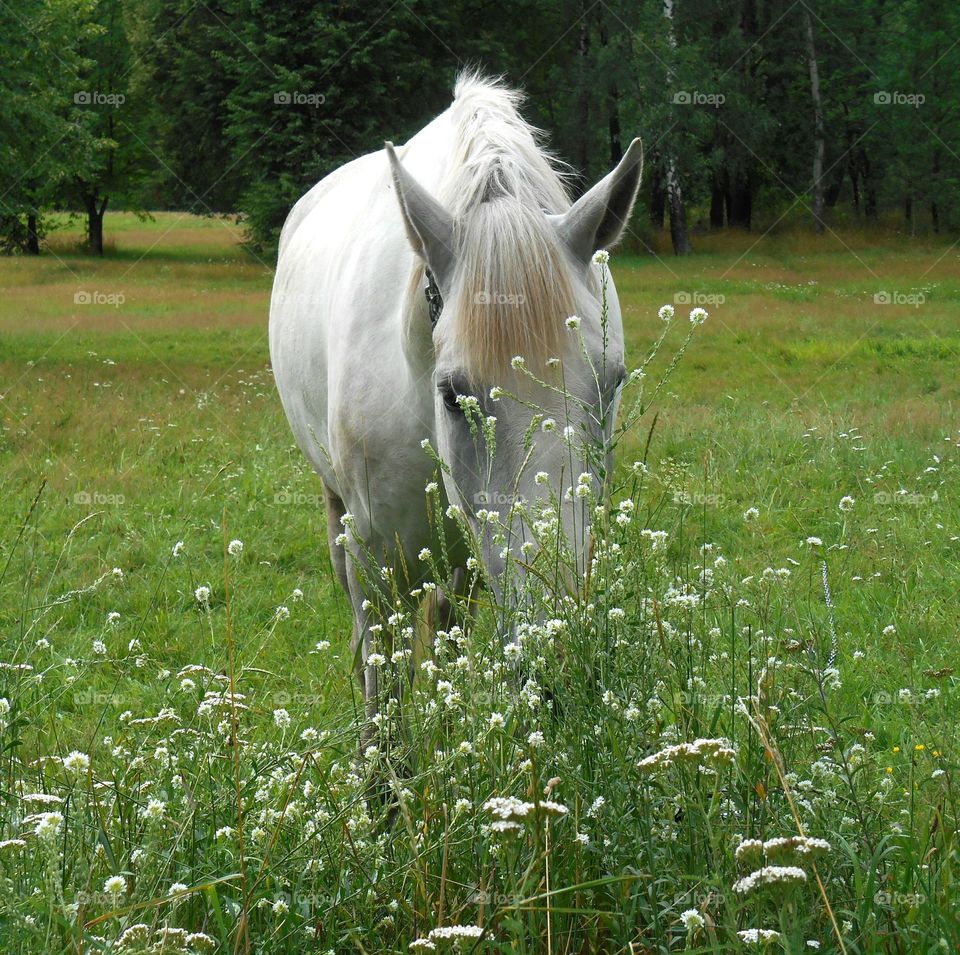 Grass, Cavalry, Nature, Pasture, Rural