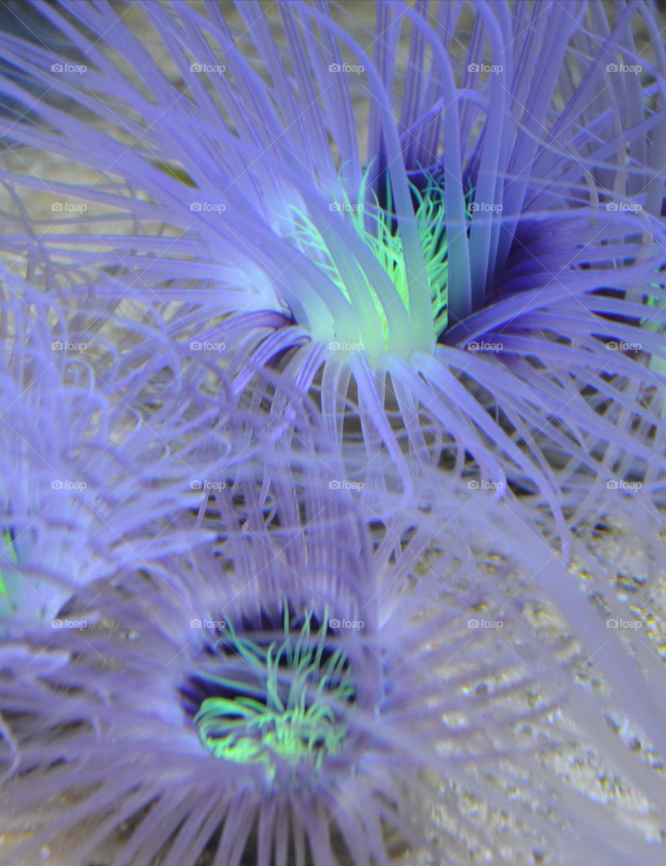 Plants, animals and everything that nature has created - as a separate art form. I was lucky enough to see and photograph a unique beautiful creature living on the bottom of the ocean.