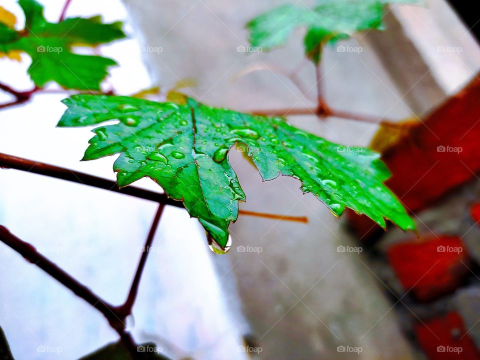 green leaf