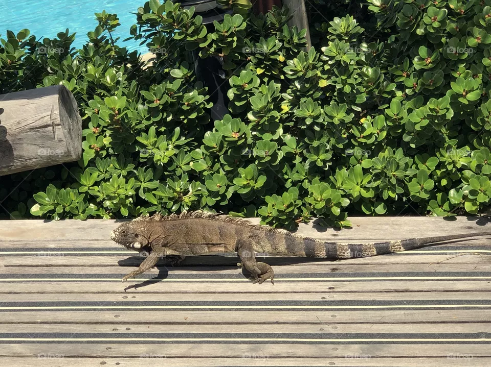 Lizard