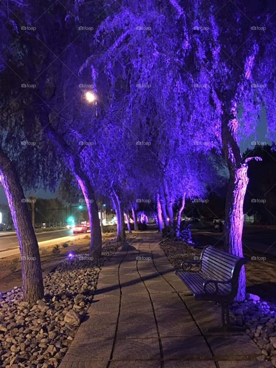 Moonlight by the Park