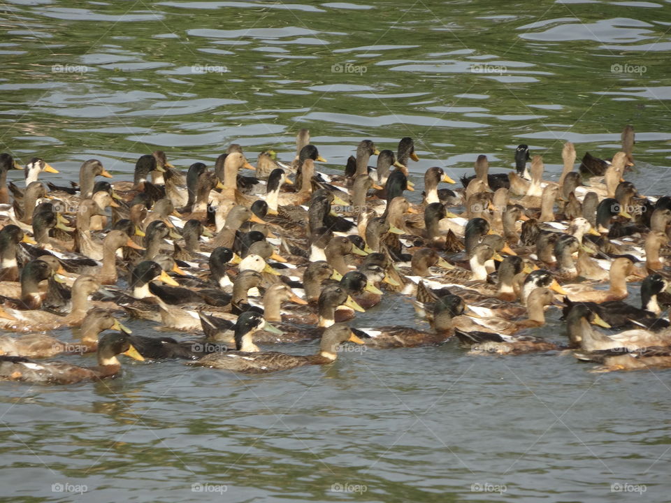 ducks on the backwaters