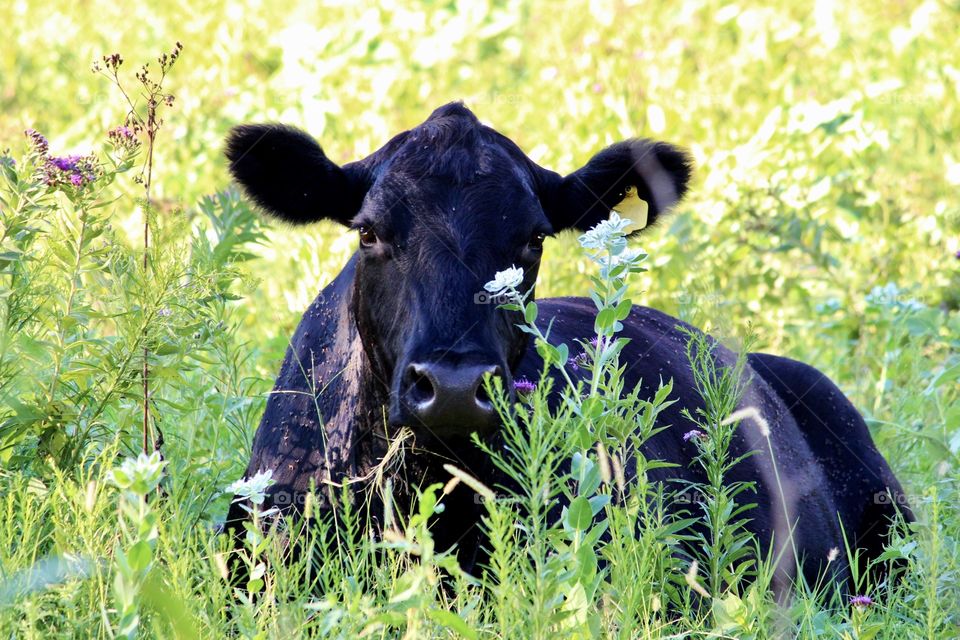 Cow in the Flowers 