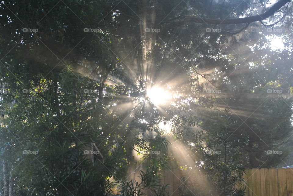 Beautiful sun rays through a tree