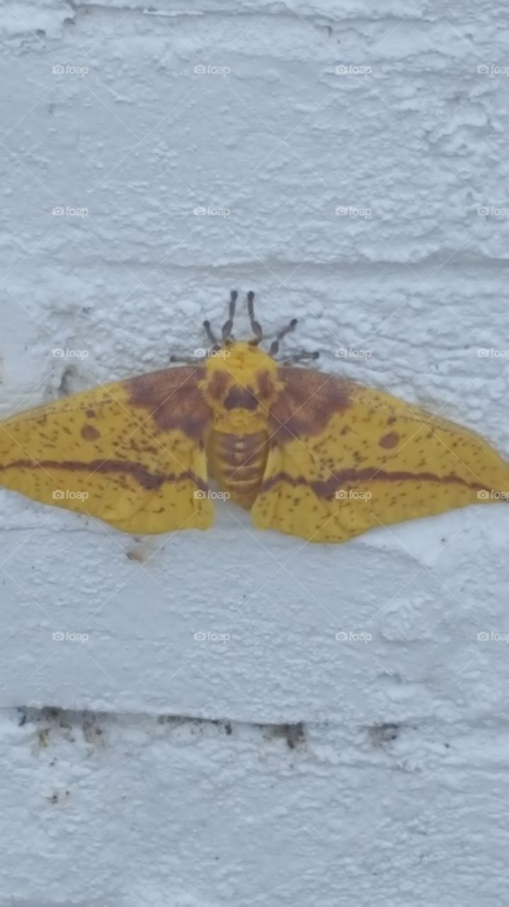 moth