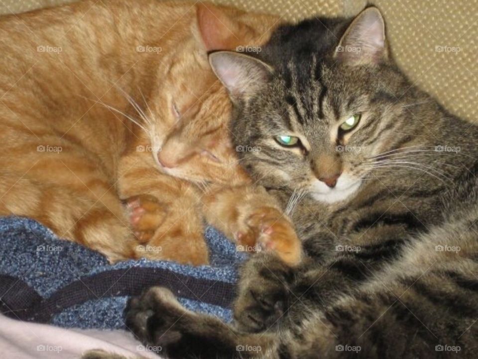 Sleeping and cuddling