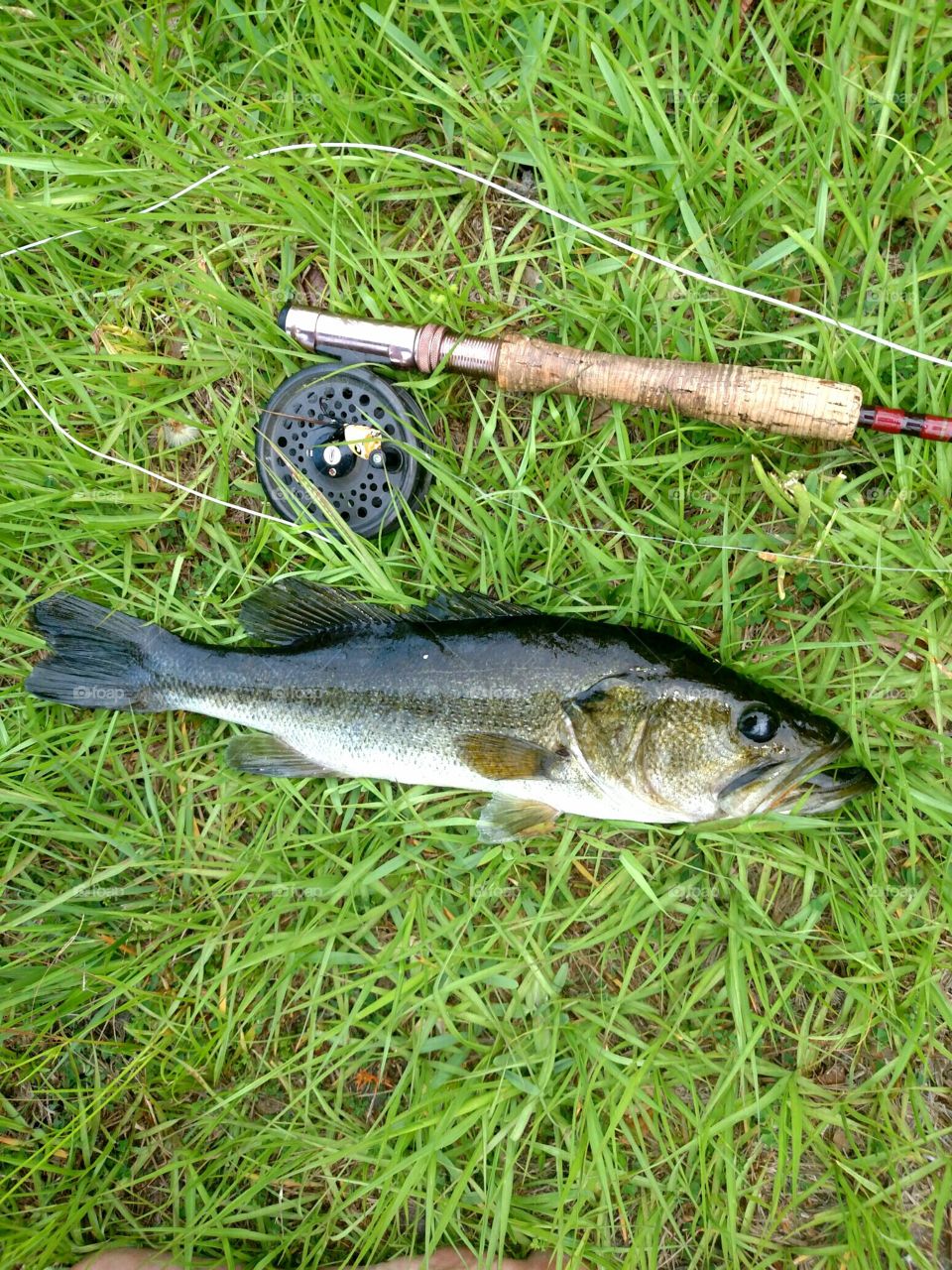 Bass Fishing with Vintage Flyrod
