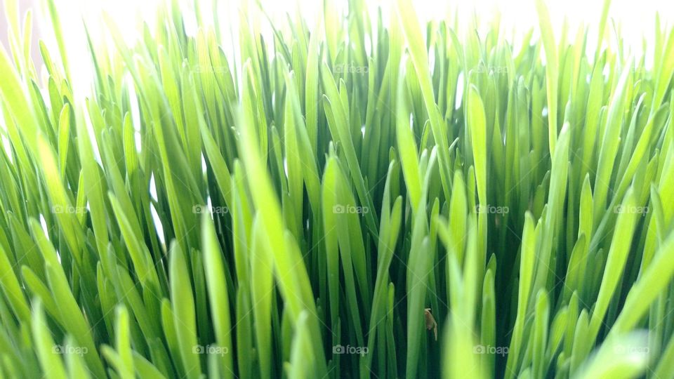 Close up of grass.