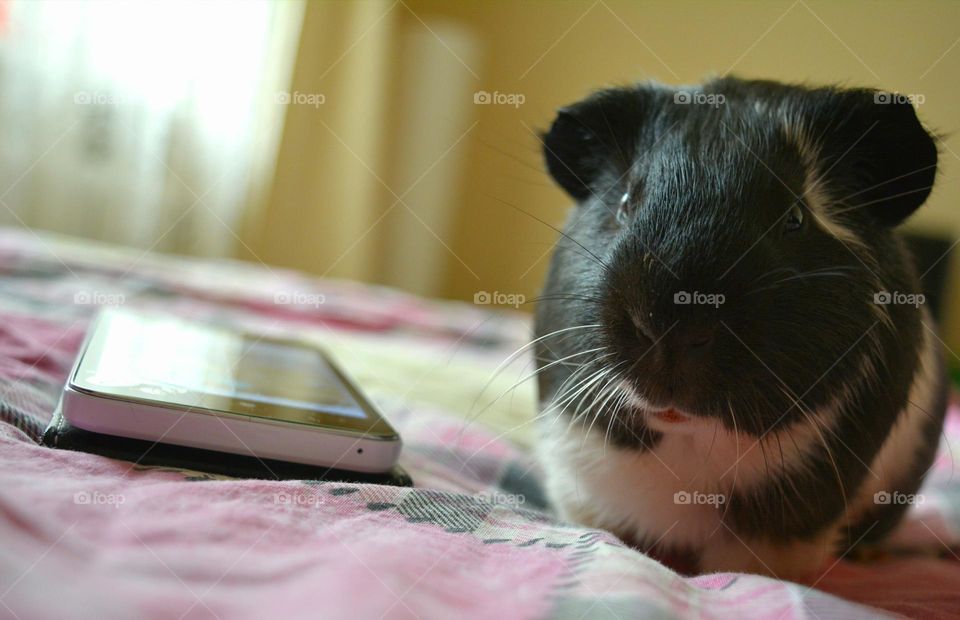 Guinea pig pet beautiful portrait home