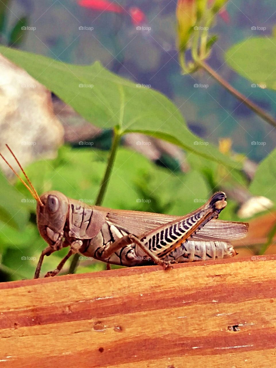 My Fav Grasshopper Pic