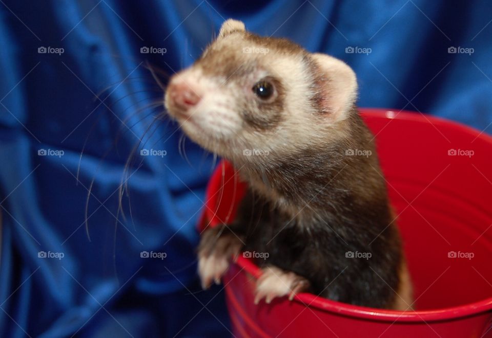 Cute ferret 