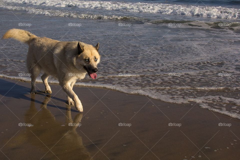My husky at the Huntington dog beach 