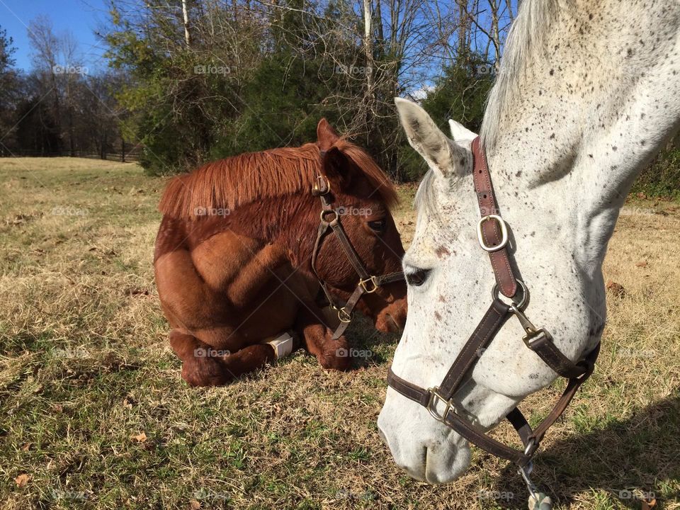 Turnout buddies