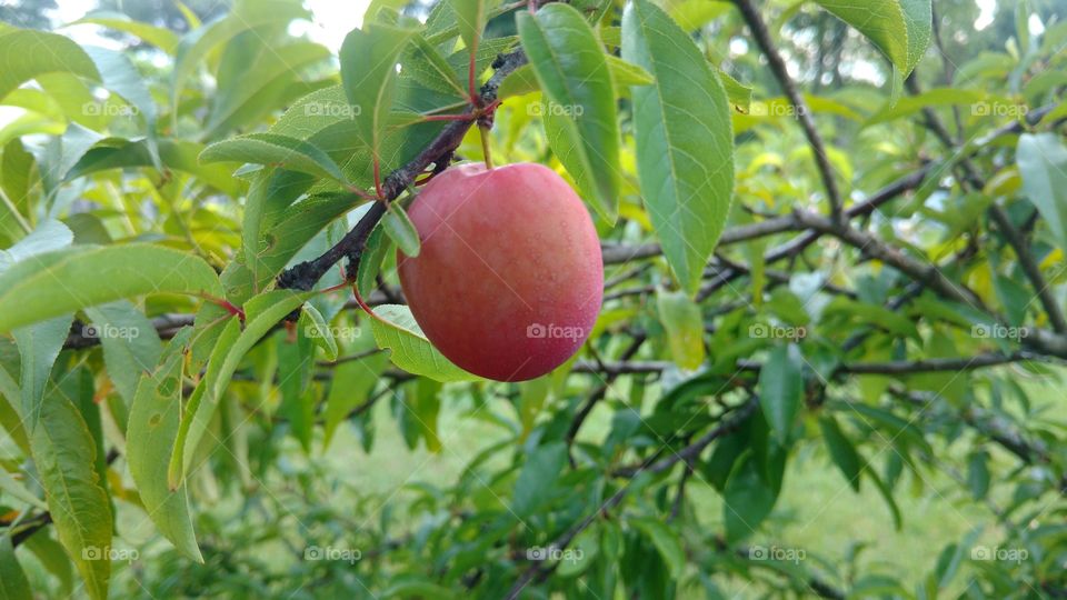 Fruit on tree