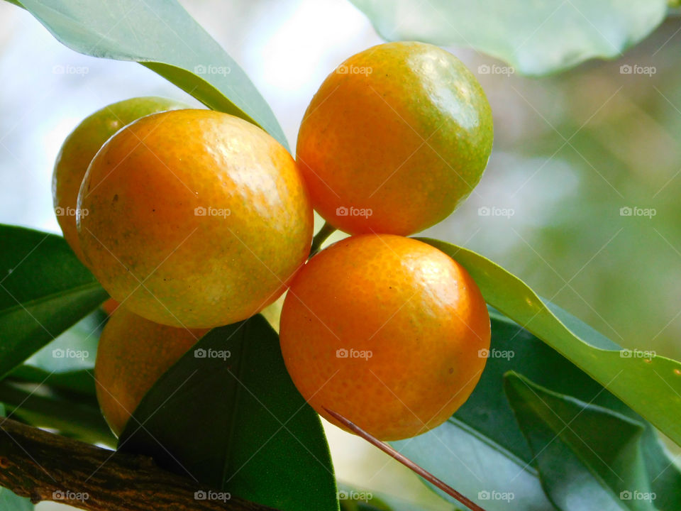 Exotic fruits, Kumquats imported from China