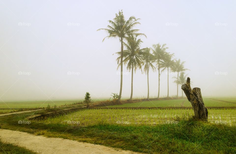 seven coconut tree in the fog
