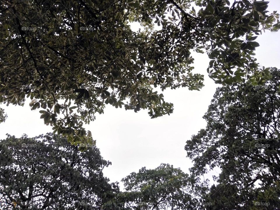 Leaf of tree in the evening