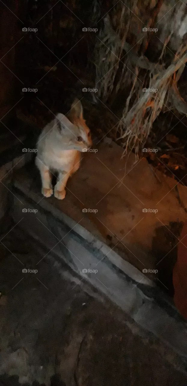 cat