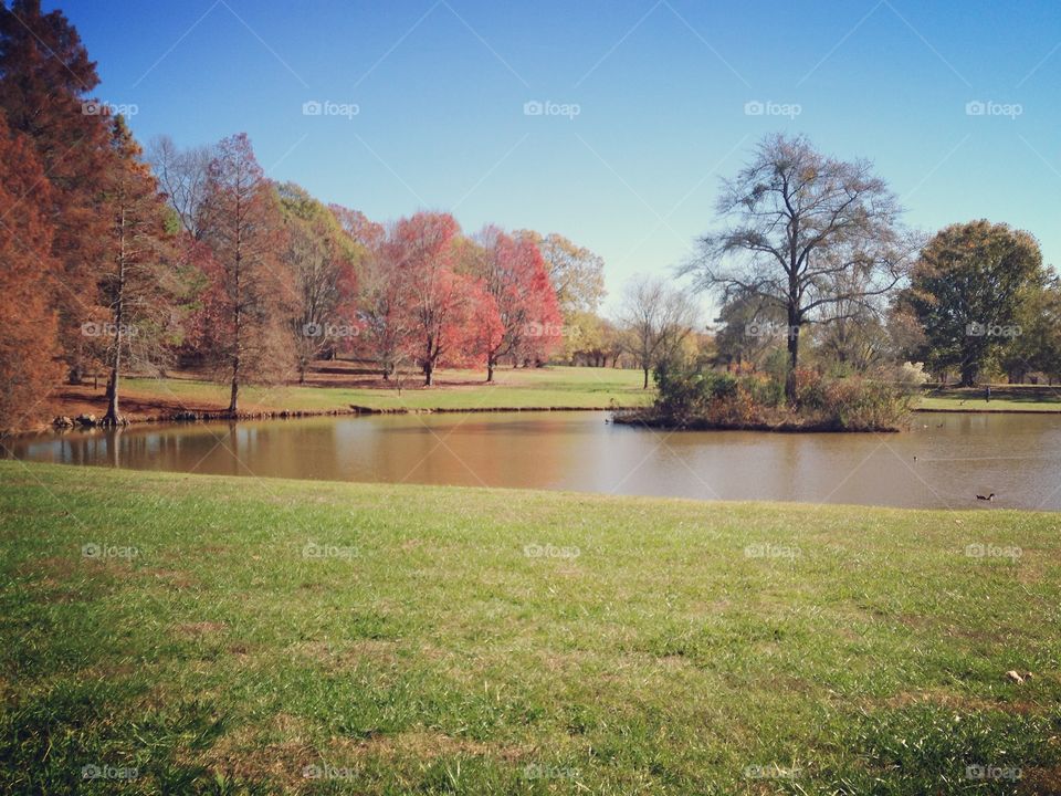 A pond in the fall