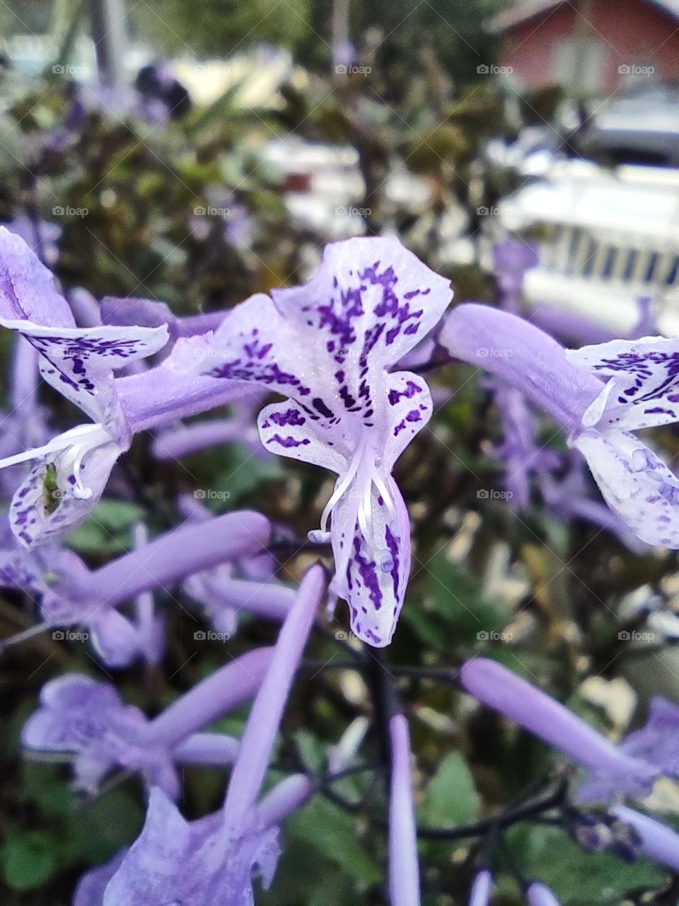 popularmente chamada de dólar