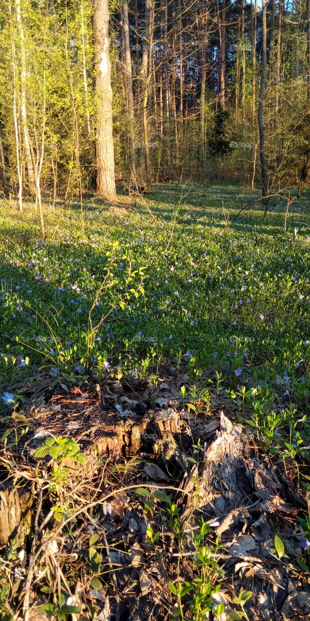 forest