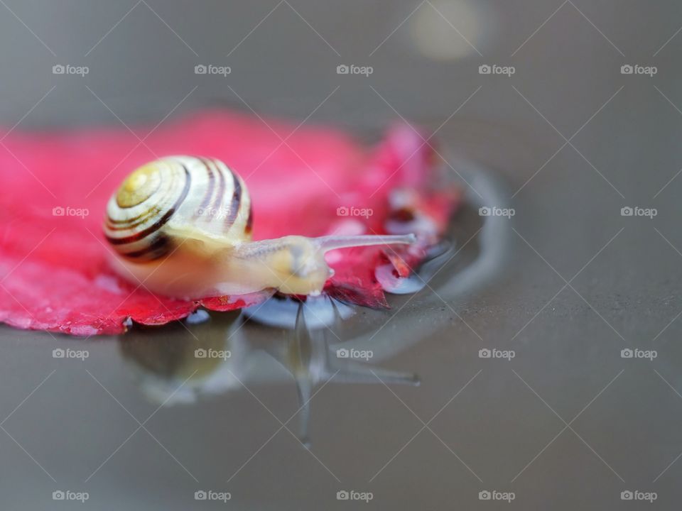 Puddle reflection of snail