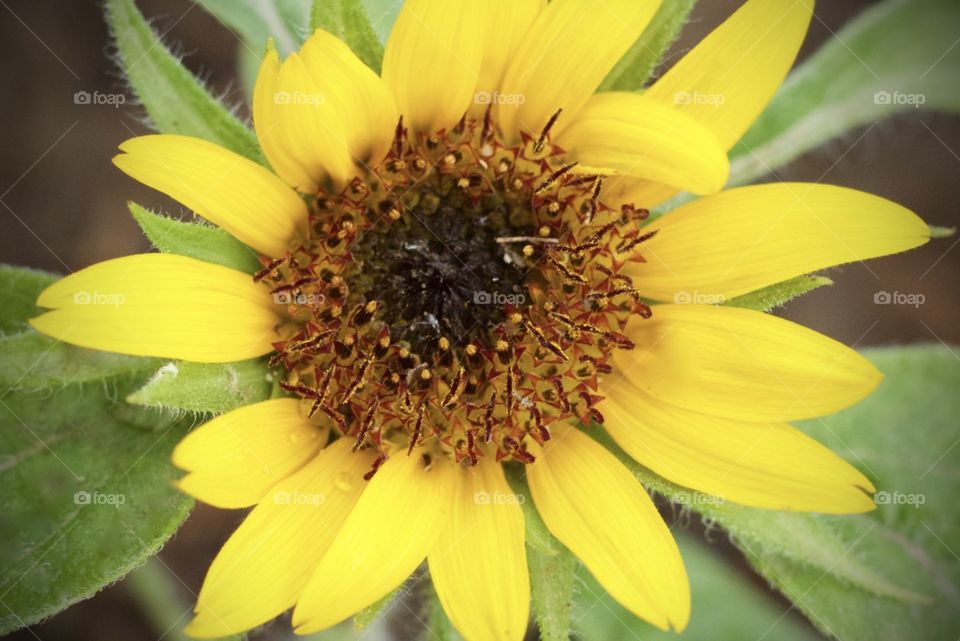 Closeup of a sunflower in full bloom 